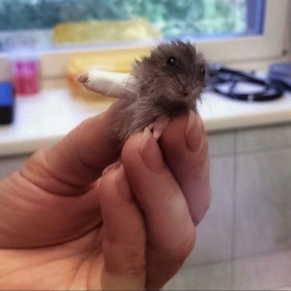 Meet your Posher, Lilith